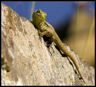 Machu Picchu Lizard.jpg